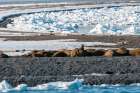 A walrus colony basks on a strip of land amid ice floe in the Arctic Moffen-Svalbard-Norway Art Print